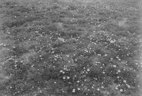 Black and white photo of a meadow with flowers