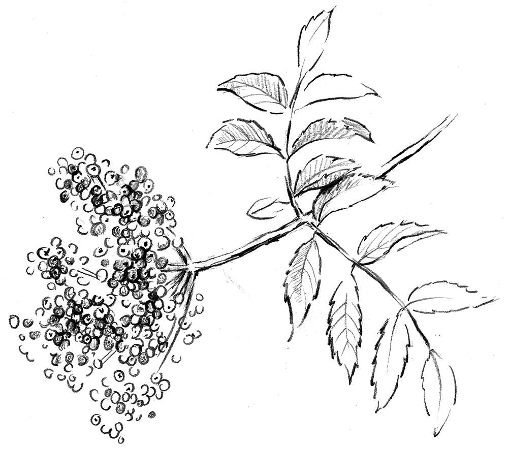 Drawing of plant with berries