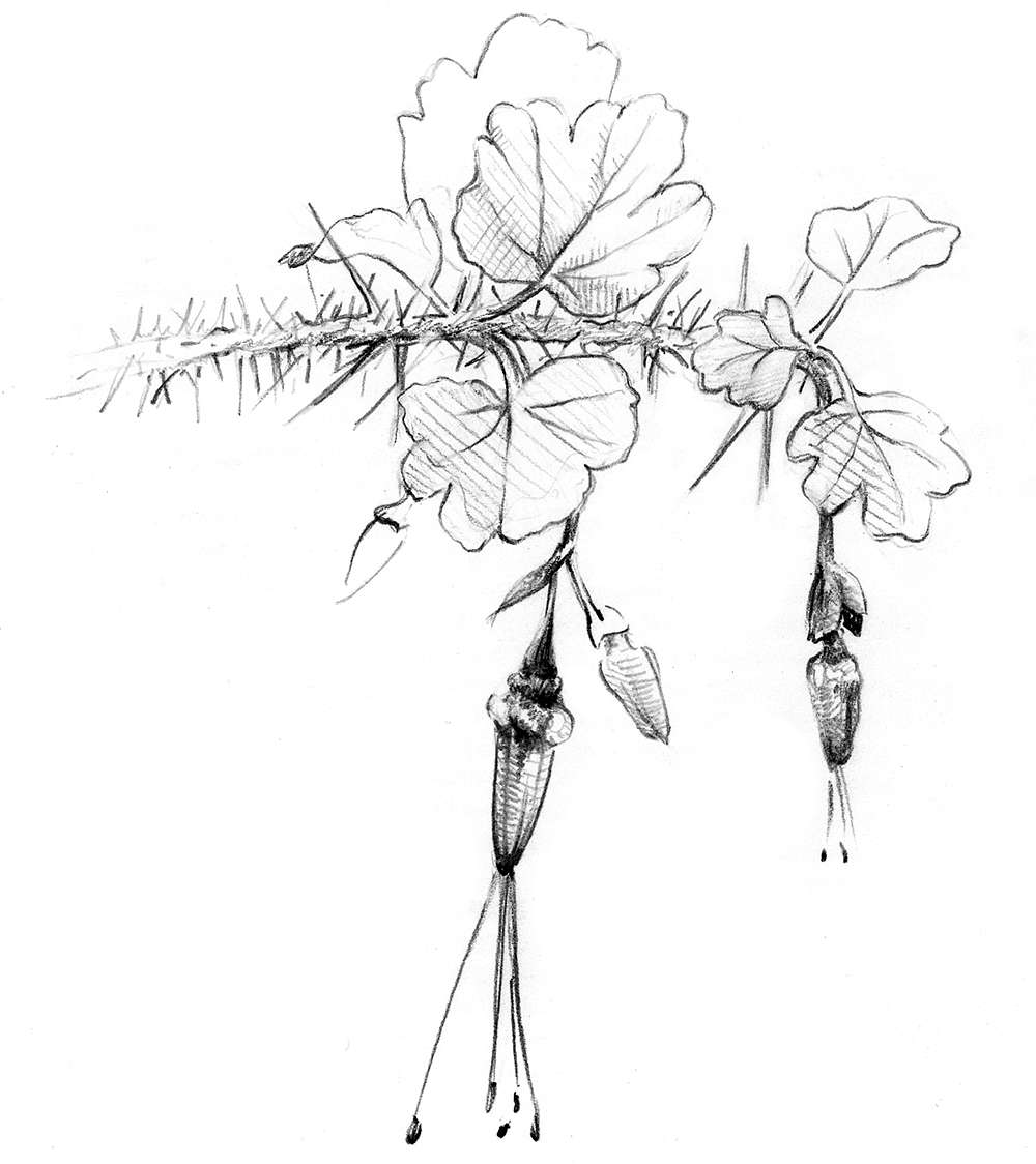 Drawing of plant with handing flowers