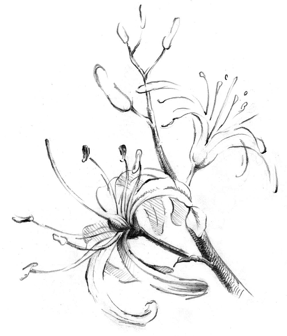 Drawing of plant