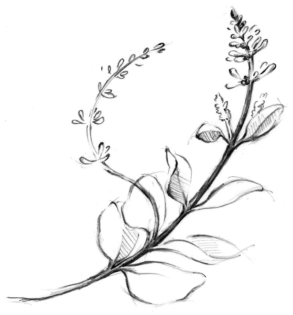 Plant Catalog | LA Native Plant Source