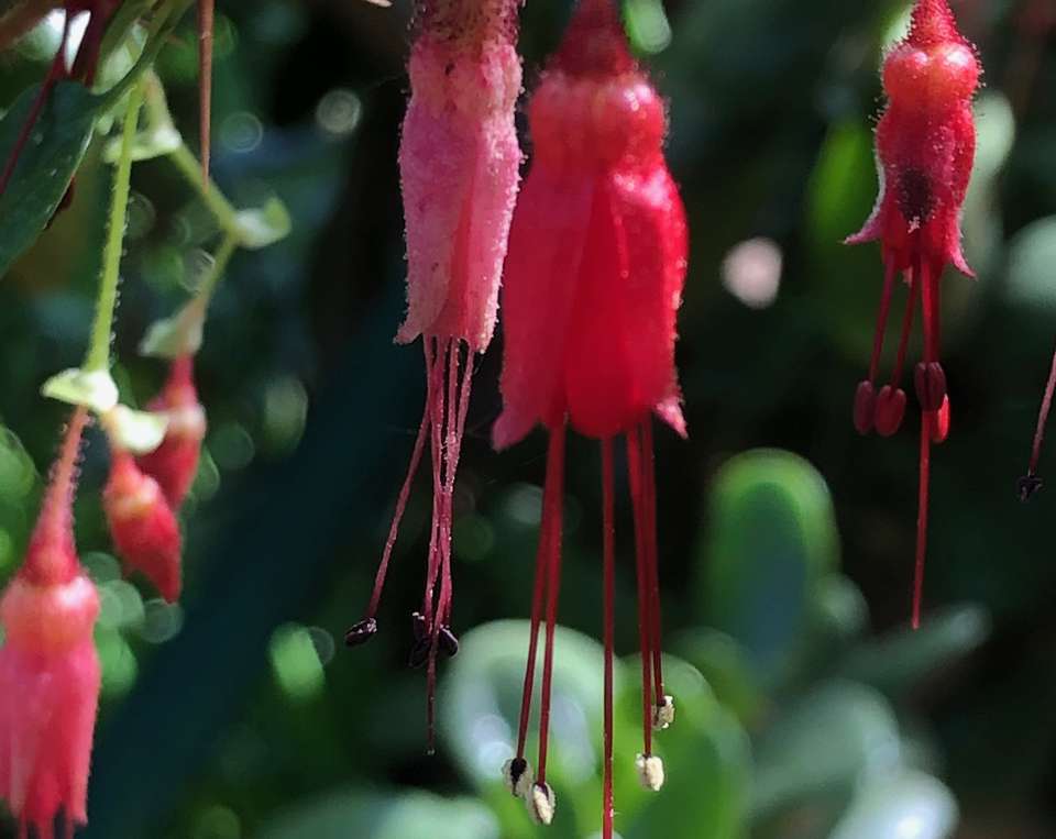 Red flowers of Fuchsiaflower Gooseberry