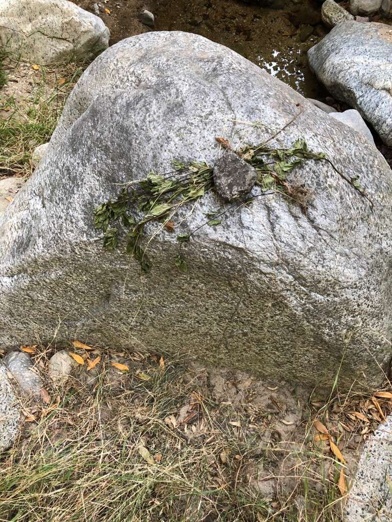 Pulled weeds pinned under a rock