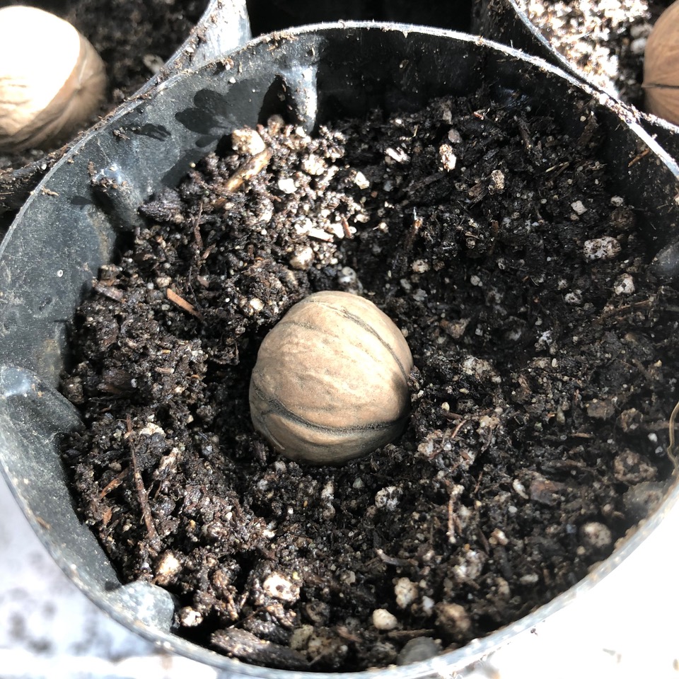 Walnut on soil in pot