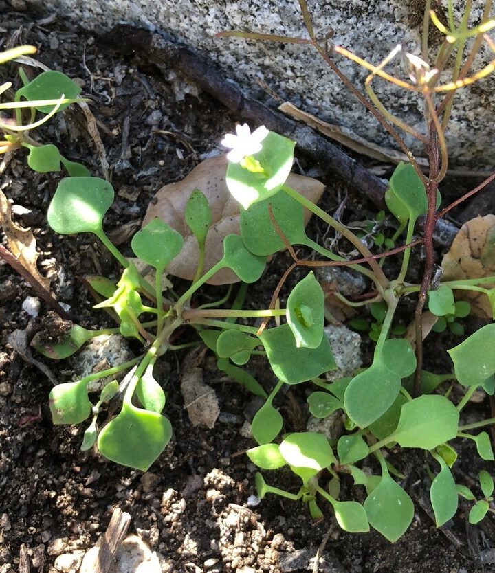 A plant with white flower next to a rock