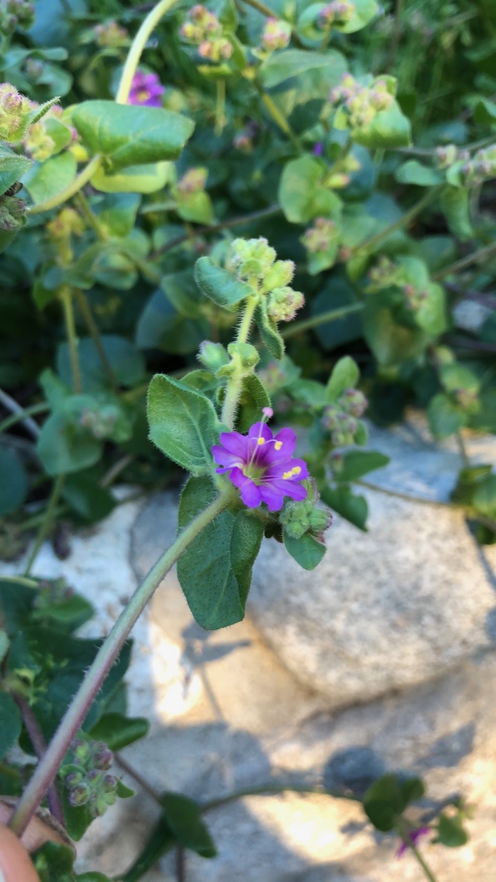 Plant with purple flower next to a rock