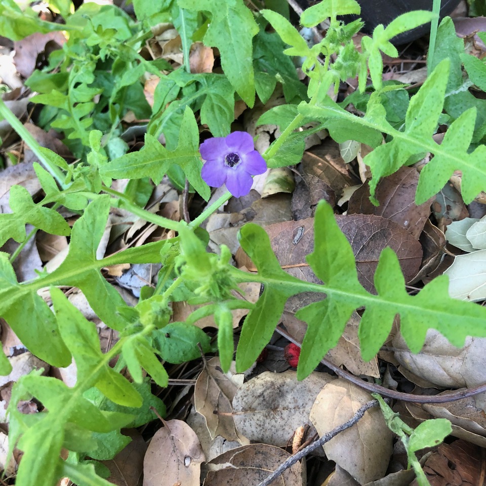 Plant with purple flower