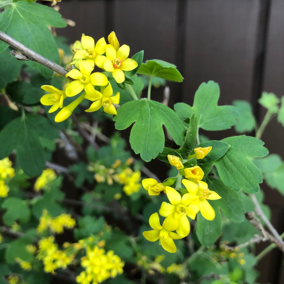 Plant with yellow flowers