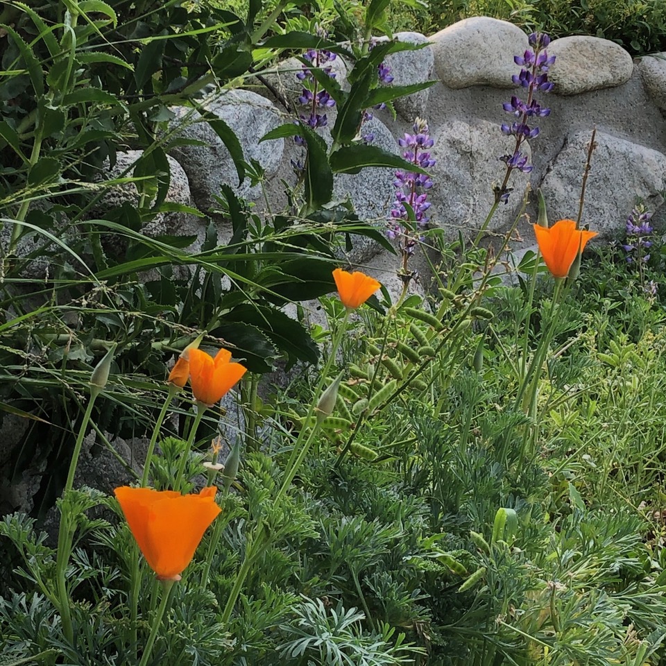 Plants with orange flowers