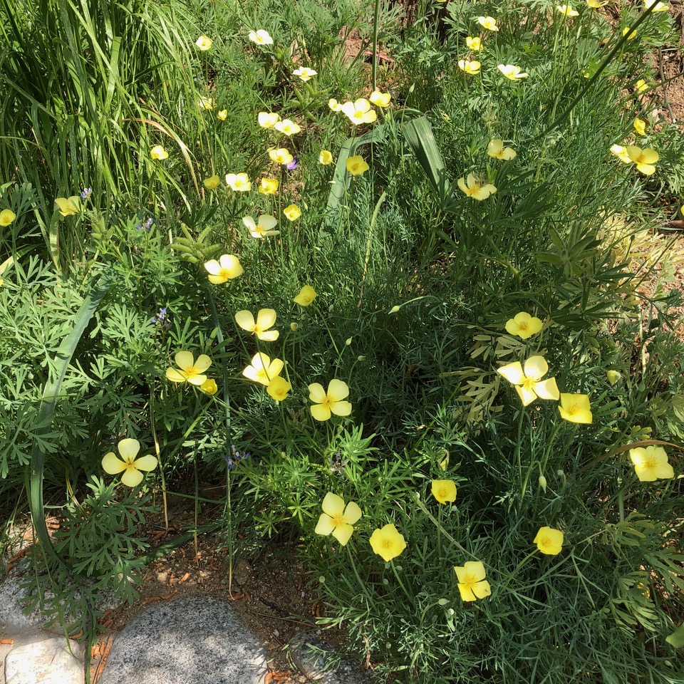 Plants with yellow flowers