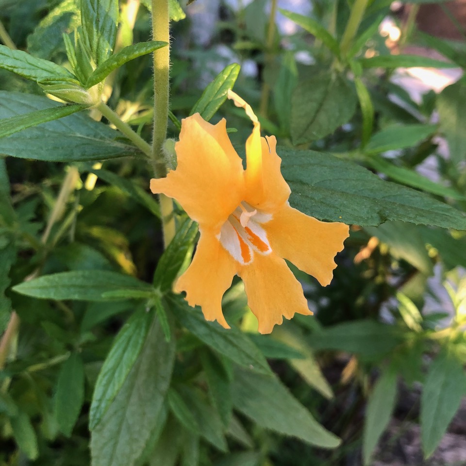 Plant with orange flower