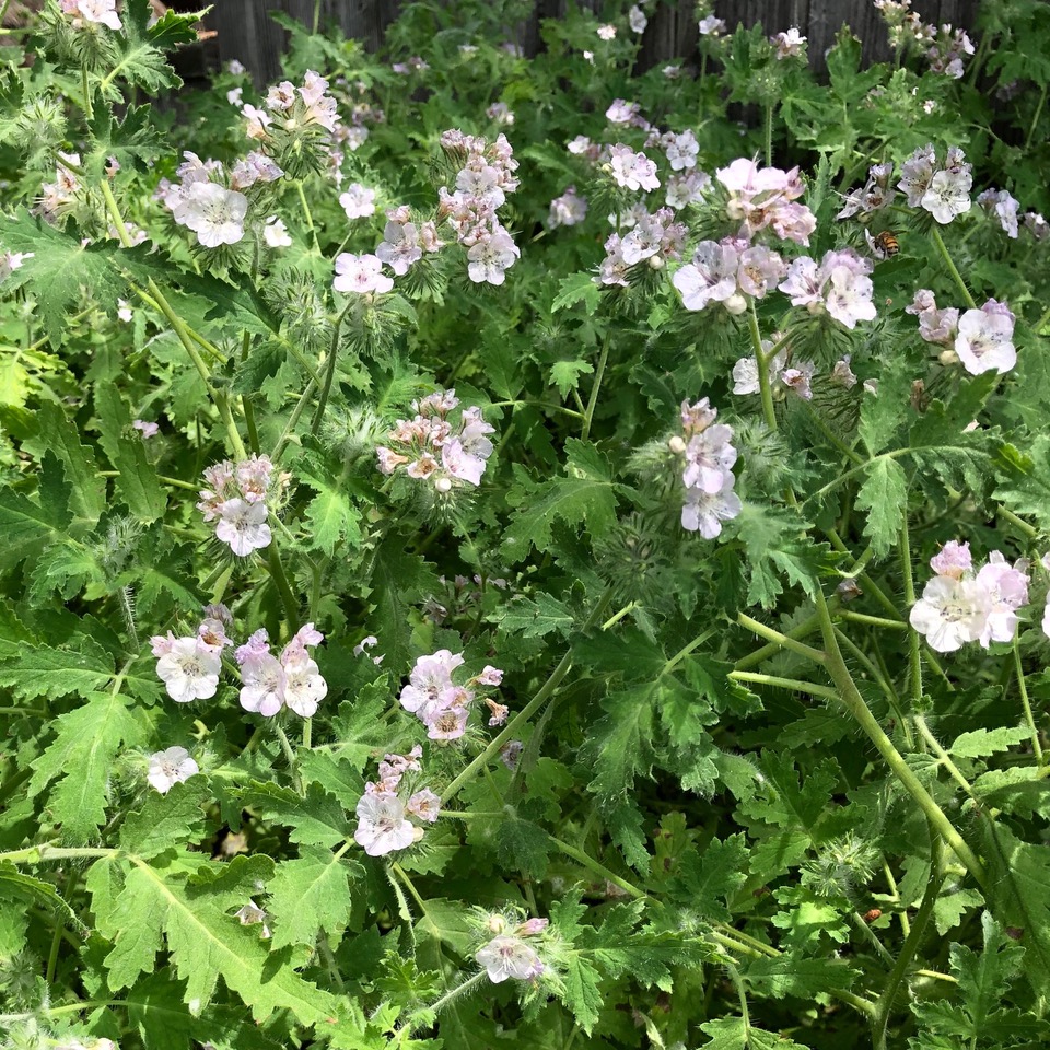 Plant with white flowers