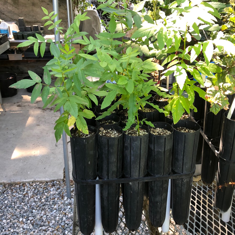 Plants in long pots
