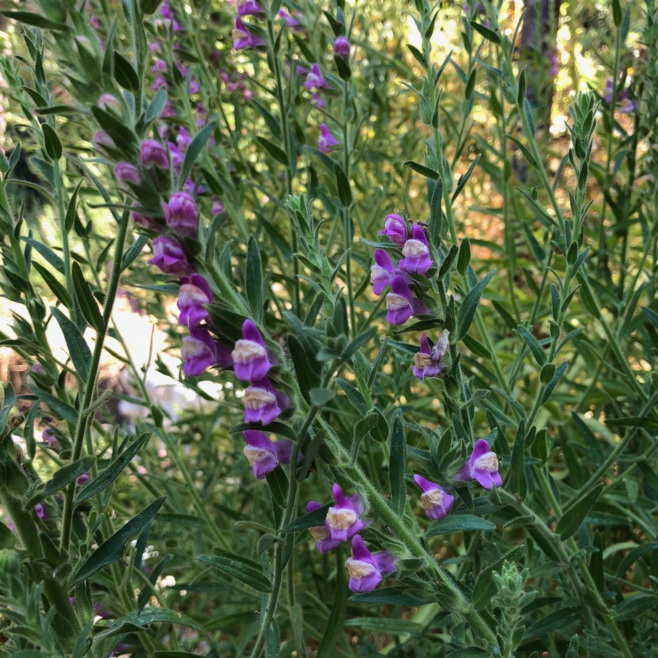 Plant with purple flowers