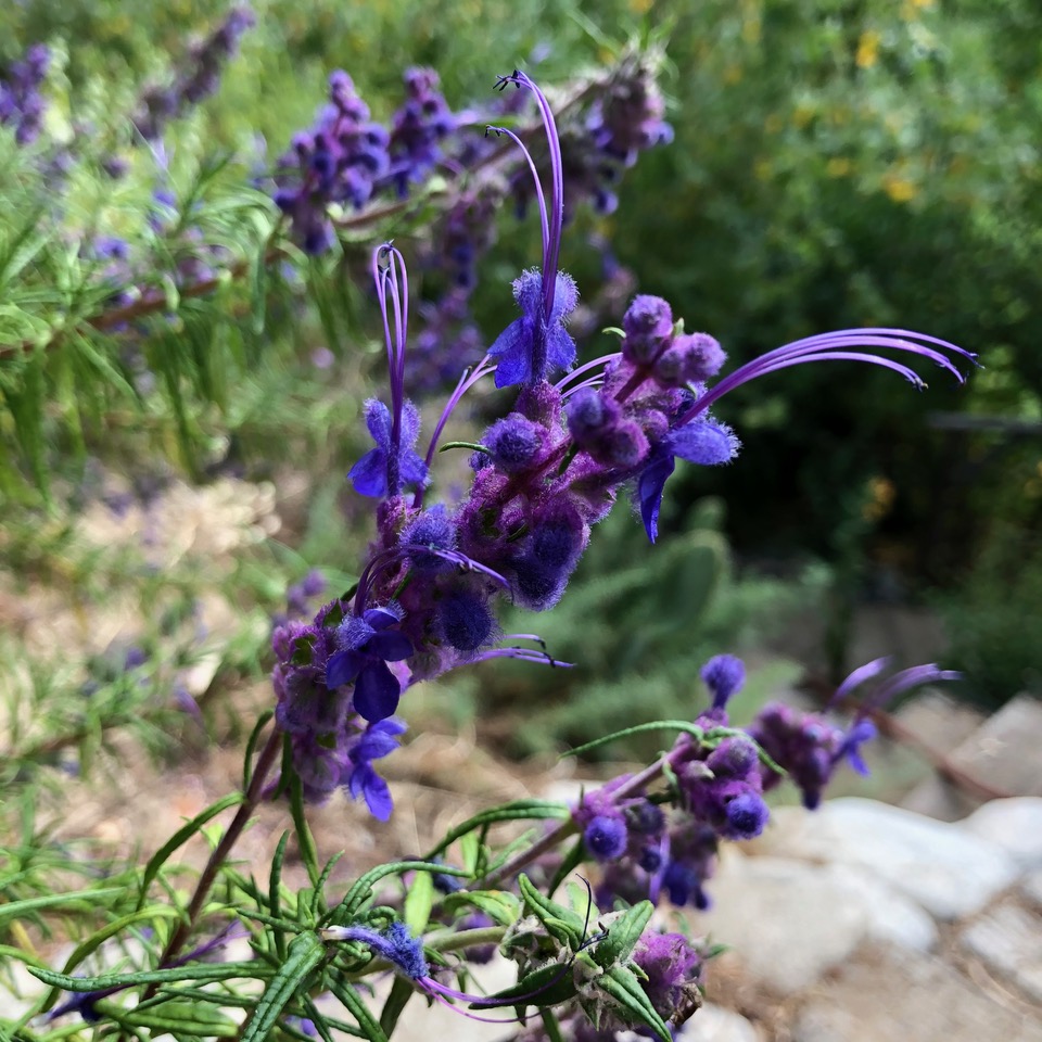 Plant with purple flowers