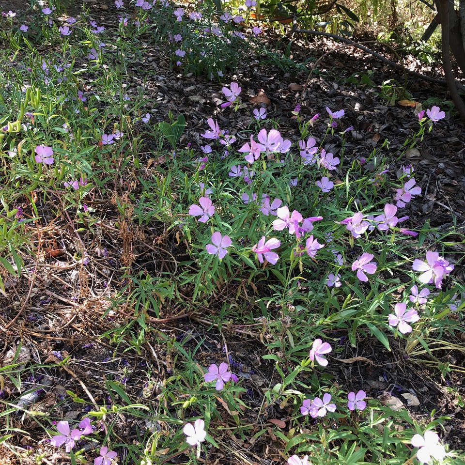 Plant with light purple flowers