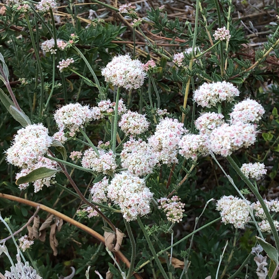 Plant with white flowers