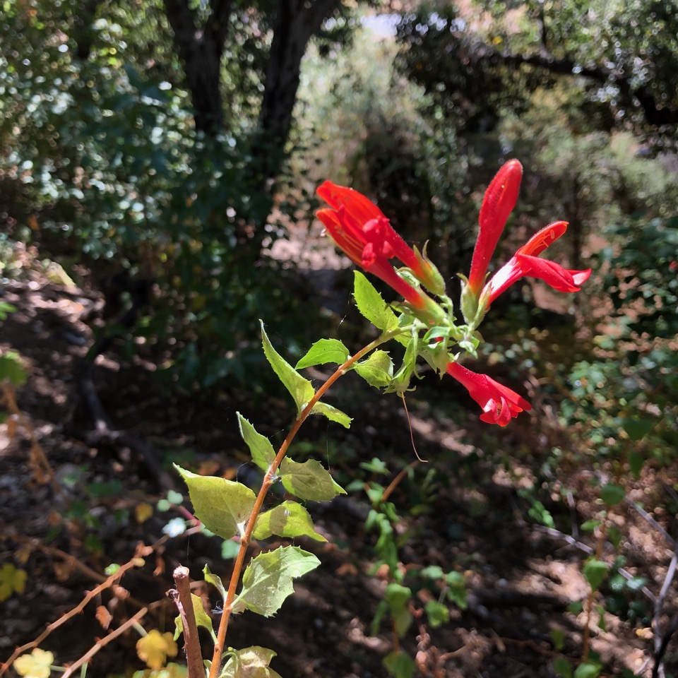 Plant with red flowers