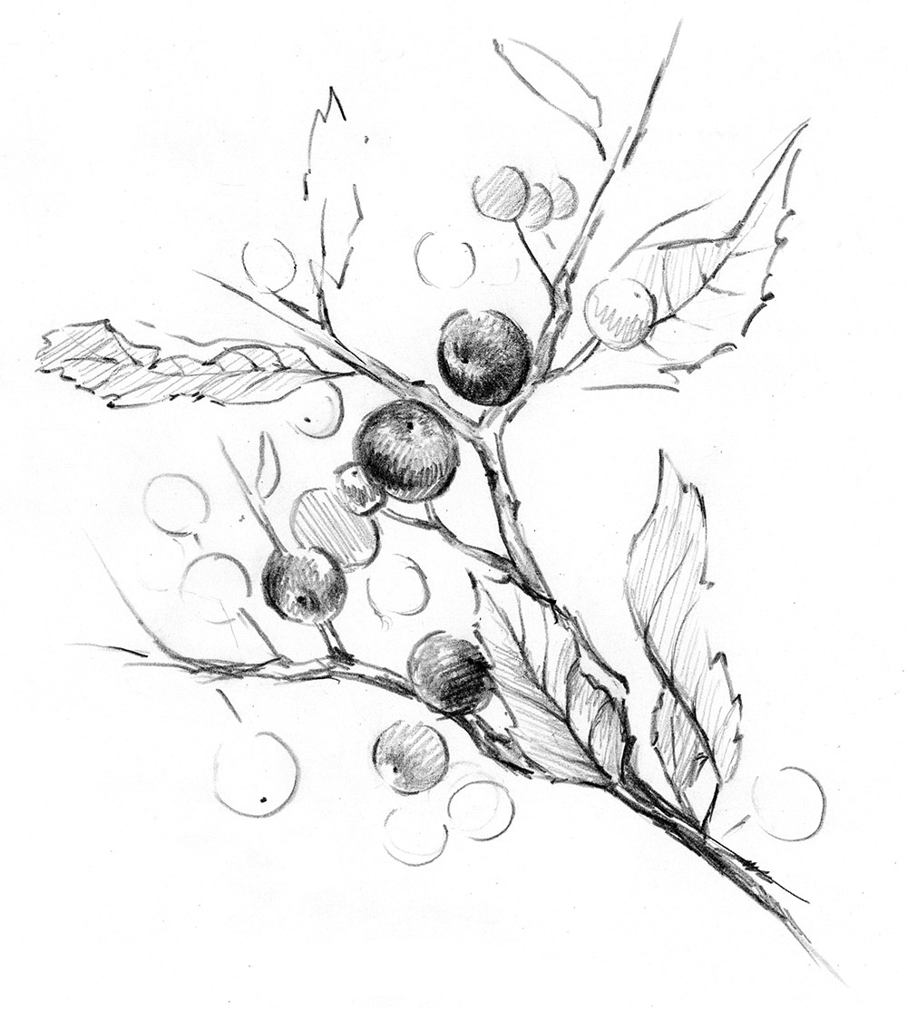 Drawing of plant